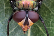 Rutilia sp Fly (Rutilia sp)